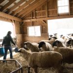 Analisa Usaha Ternak Domba Modern serta Contoh Proposal Bisnis