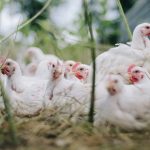 Analisa Usaha Rumah Potong Ayam